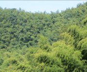 竹子的特點(diǎn)有哪些？